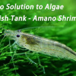 A Bio Solution to Algae in Fish Tank – Amano Shrimp