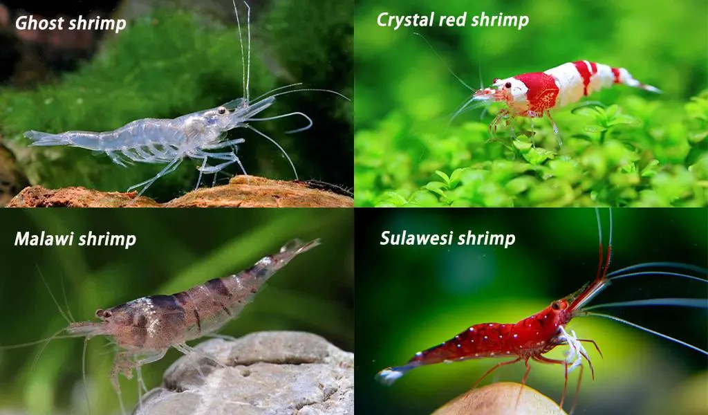 Cherry shrimp and ghost deals shrimp
