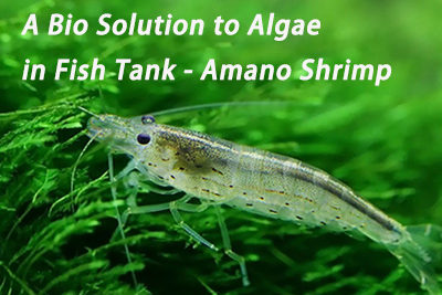 A Bio Solution to Algae in Fish Tank – Amano Shrimp