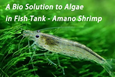 A Bio Solution to Algae in Fish Tank - Amano Shrimp