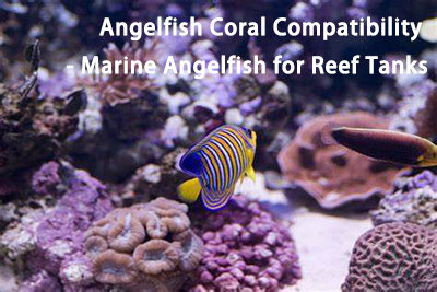 Angelfish Coral Compatibility – Angelfish for Reef Tanks