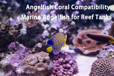 Angelfish Coral Compatibility - Angelfish for Reef Tanks