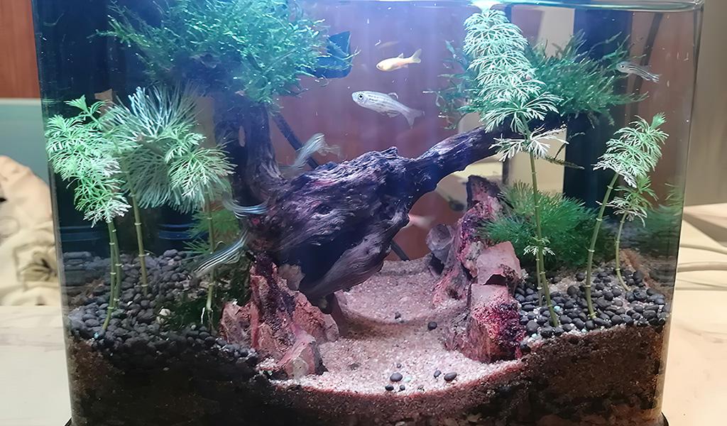 Build Simple Aquascape For 5 and 10 Gallon Tanks - hygger