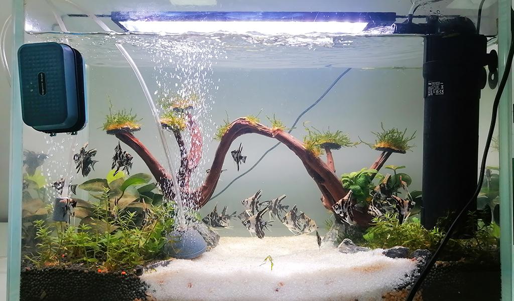 Betta Aquarium Aquascape (5 Gallon planted tank) 