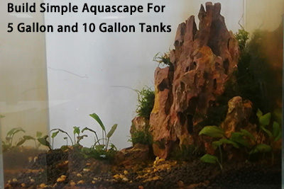 Build Simple Aquascape For 5 Gallon and 10 Gallon Tanks