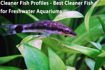 Cleaner Fish Profiles – Best Cleaner Fish for Freshwater