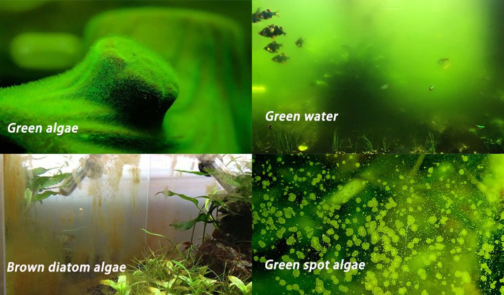 L'algue verte dans l'aquarium
