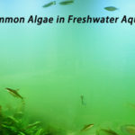 Common Algae in Freshwater Aquarium