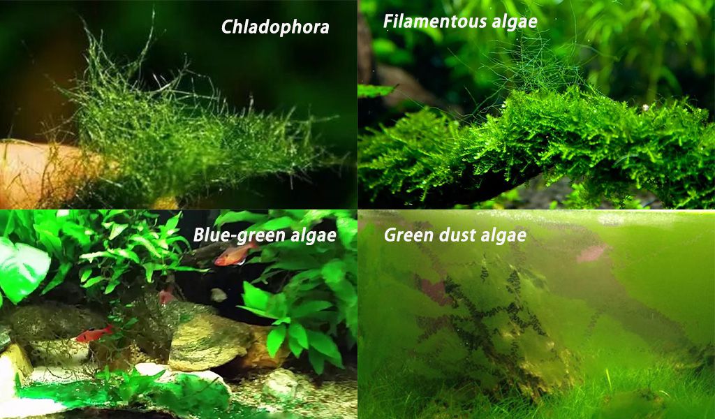 aquarium algae types