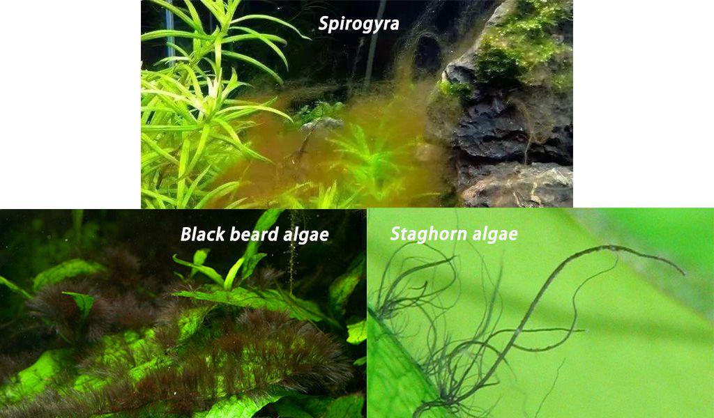 aquarium algae