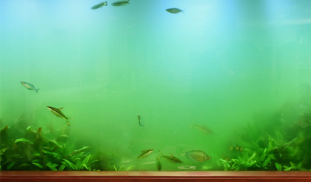 algae in aquarium-1