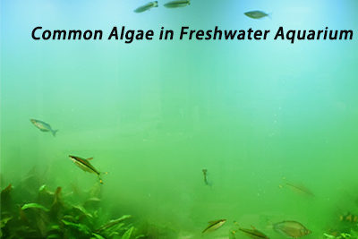 Common Algae in Freshwater Aquarium