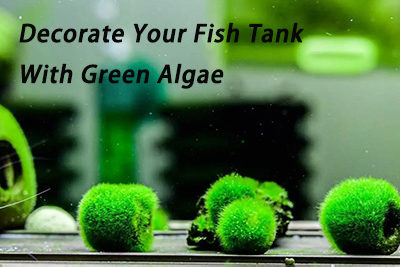 Decorate Your Fish Tank With Green Algae