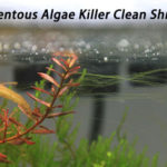 Filamentous Algae Killer Clean Shrimps