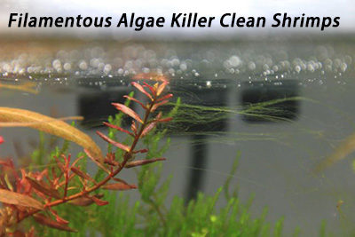 Filamentous Algae Killer Clean Shrimps