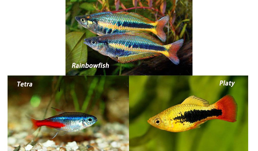 Best fish for 30 gallon tank 2025