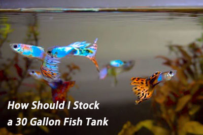 How Should I Stock a 30 Gallon Fish Tank