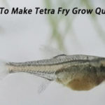How To Make Tetra Fry Grow Quickly