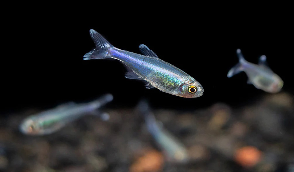Baby deals tetra fish