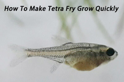 How To Make Tetra Fry Grow Quickly