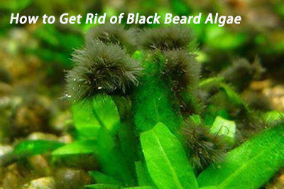 How to Get Rid of Black Beard Algae