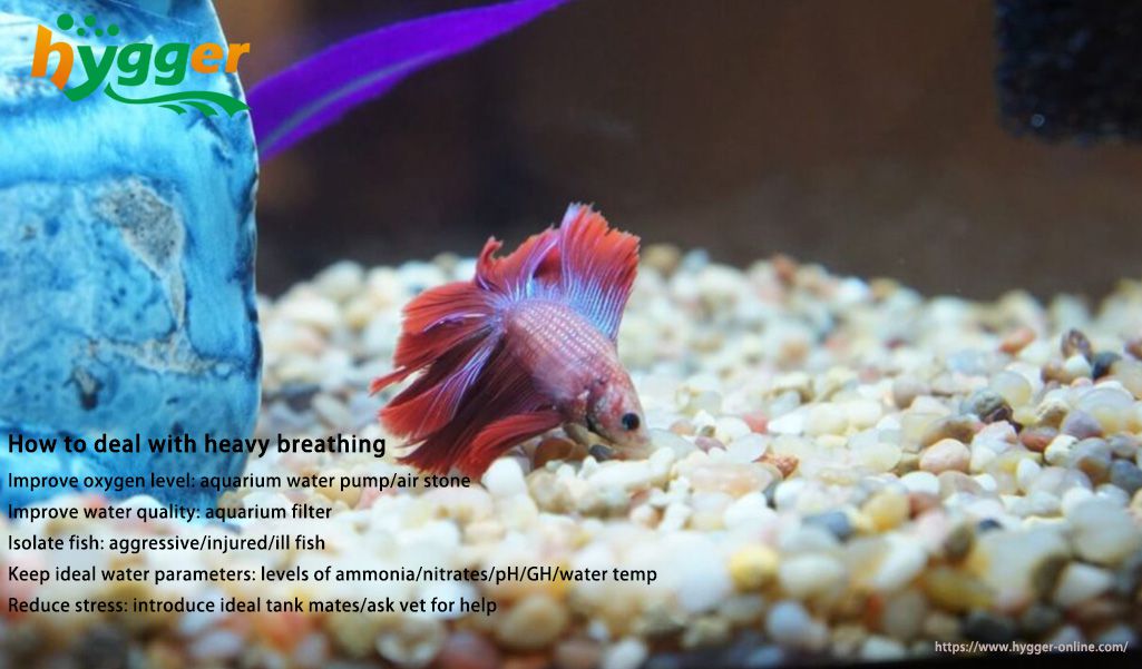 how to treat fish heavy breathe