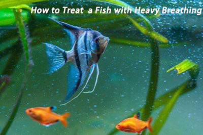 How to Treat a Fish with Heavy Breathing