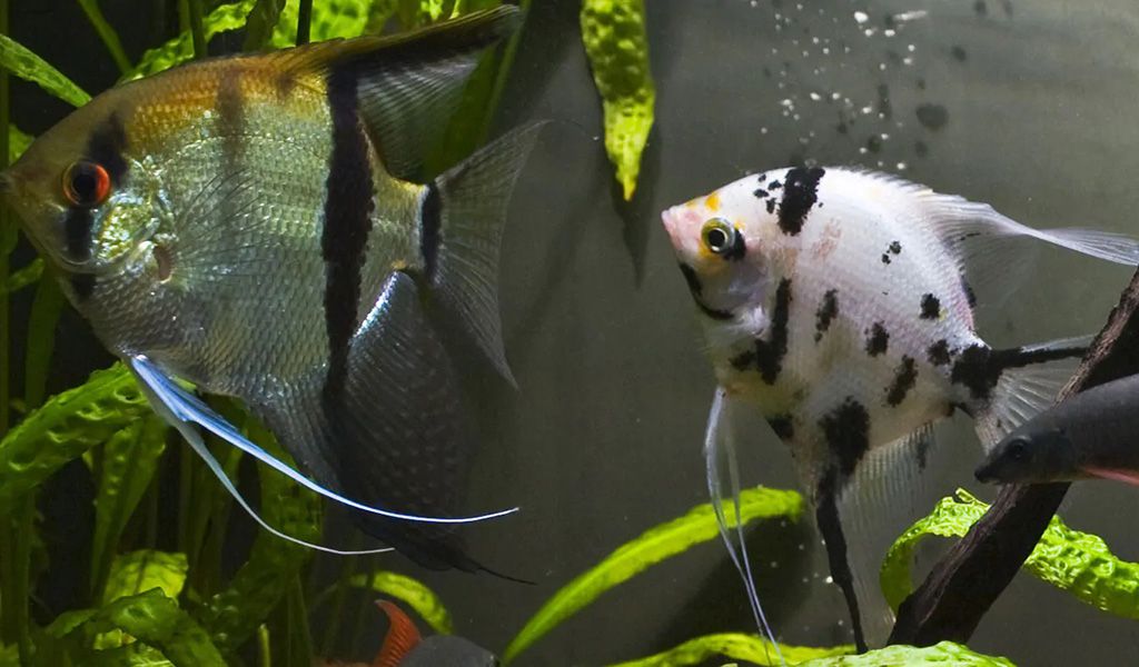 aquarium lighting intensit