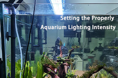 Setting the Properly Aquarium Lighting Intensity