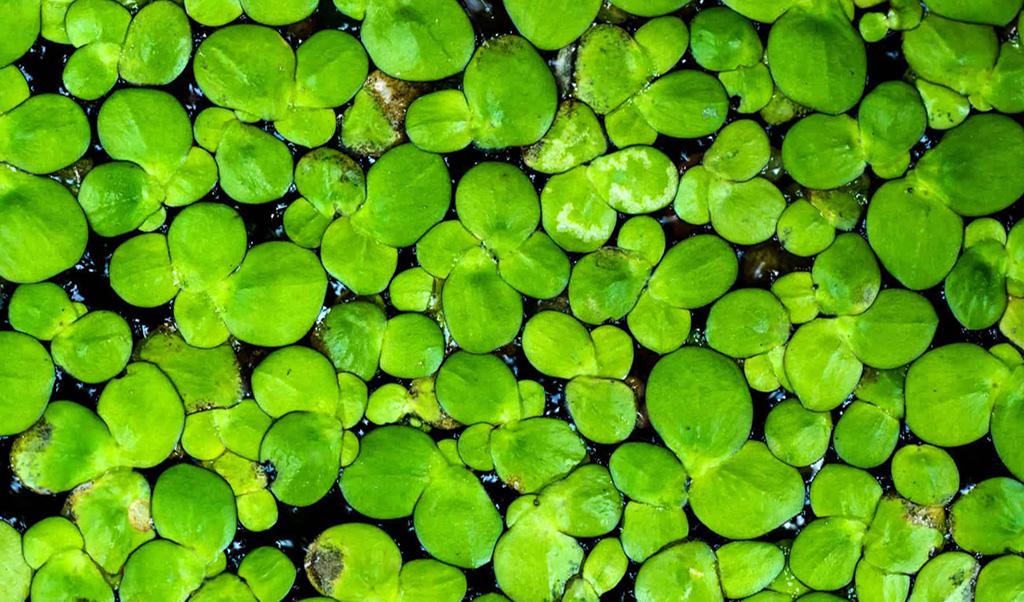 aquarium duckweed