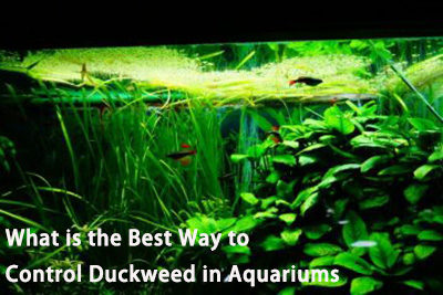 What is the Best Way to Control Duckweed in Aquariums
