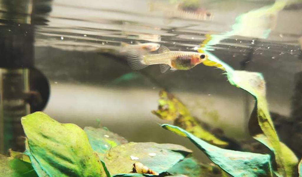 Raising guppy fry online