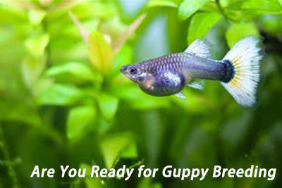 Are You Ready for Guppy Breeding