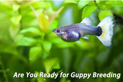 Are You Ready for Guppy Breeding hygger