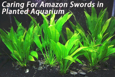 Caring For Amazon Swords in Planted Aquarium