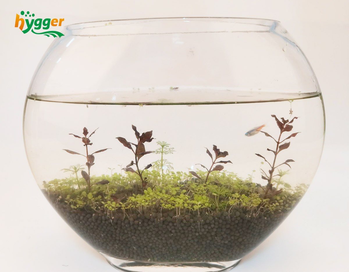 Creative Fish Bowl Upcycling Ideas - hygger