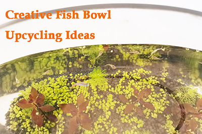 creative fish bowl ideas