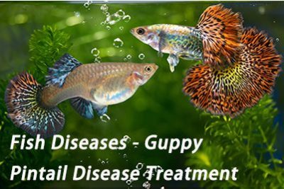 Fish Diseases – Guppy Pintail Disease Treatment
