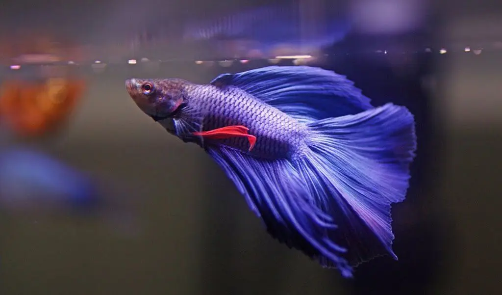 betta fish tank size