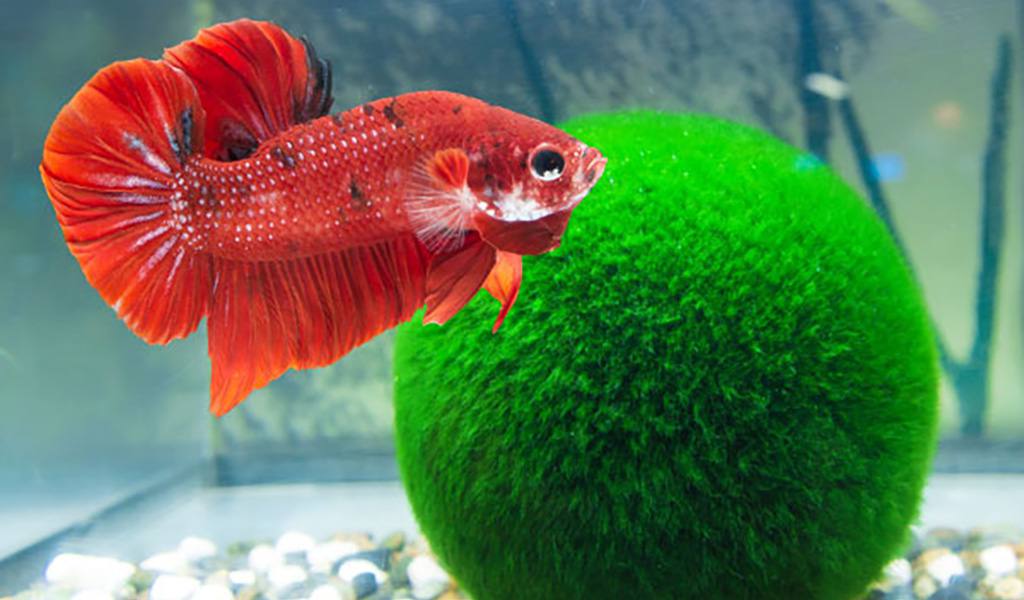 how big a betta tank
