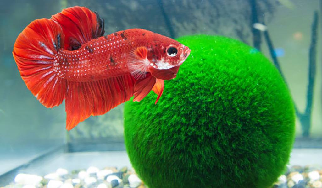 Marimo Moss Ball: Betta Fish, Benefits & Care 