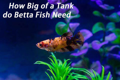 How Big of a Tank do Betta Fish Need
