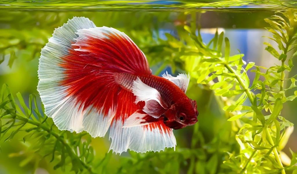 how long do betta fish live