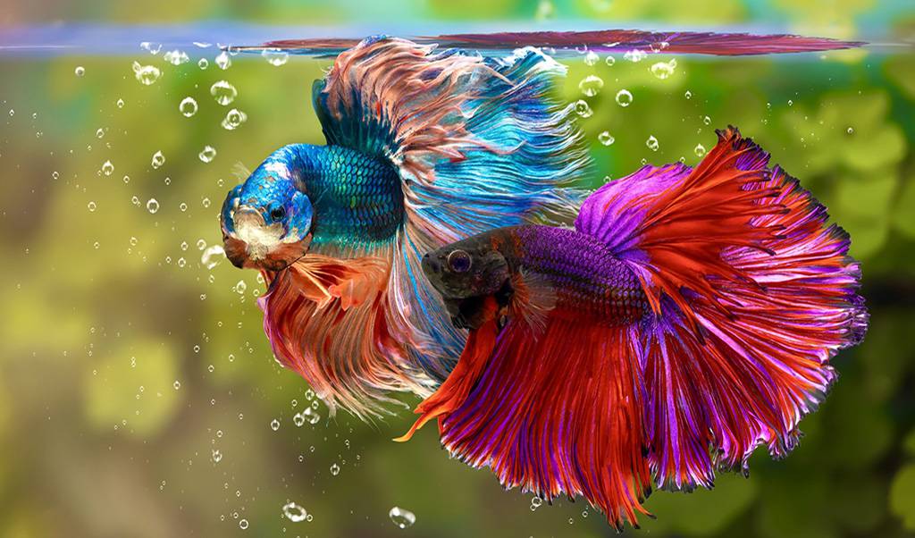 betta fish in 8 gallon tanks