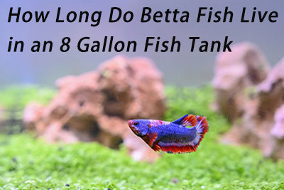 How Long Do Betta Fish Live in an 8 Gallon Fish Tank