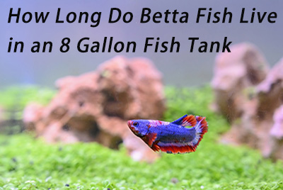 Betta Fish Live in an 8 Gallon Fish Tank