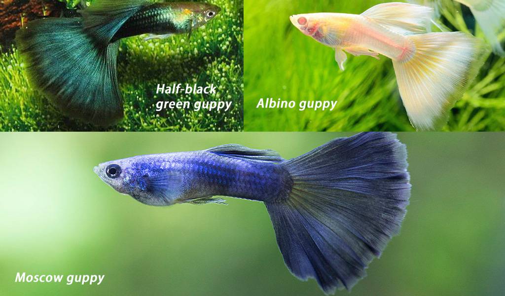 guppies fish