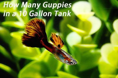 How Many Guppies in a 10 Gallon Tank