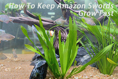 How To Keep Amazon Swords Grow Fast