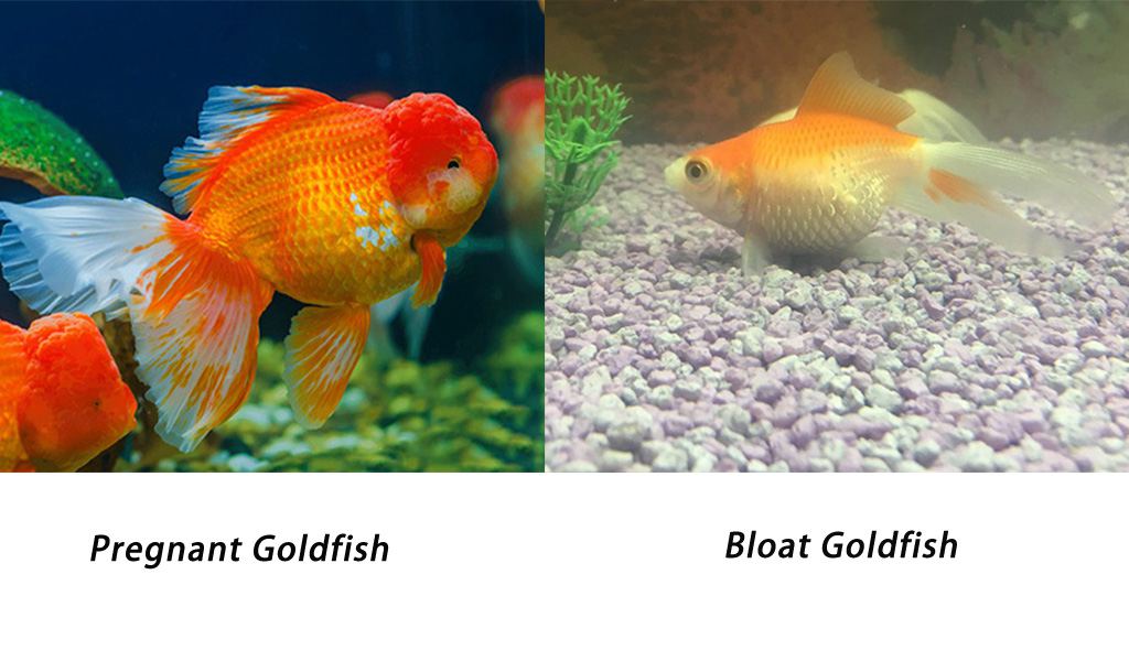 How to Know if Goldfish is Egg Belly or Bloat - hygger